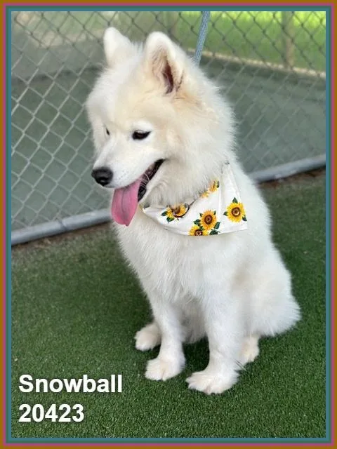 A young medium-sized female White / Cream Samoyed dog named Snowball for adoption in Marietta, GA