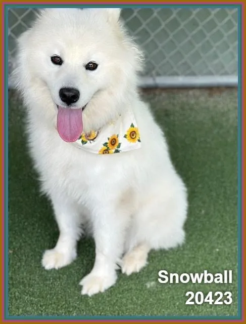 Snowball thumbnail 2