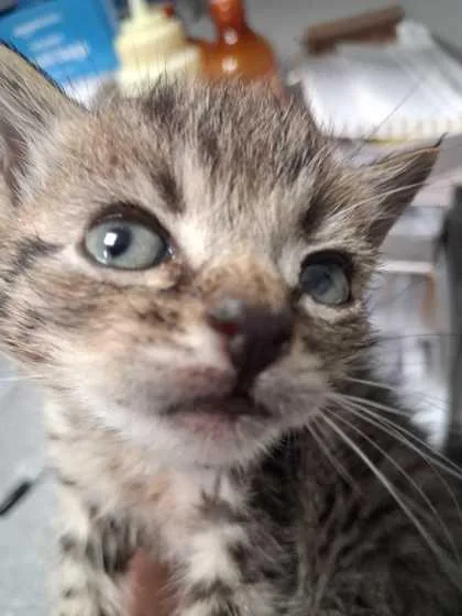 A baby small-sized male Domestic Short Hair cat named Cartwheel for adoption in Sevierville, TN