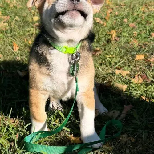 A baby small-sized male Beagle dog named Pugsley for adoption in Christiansburg, VA