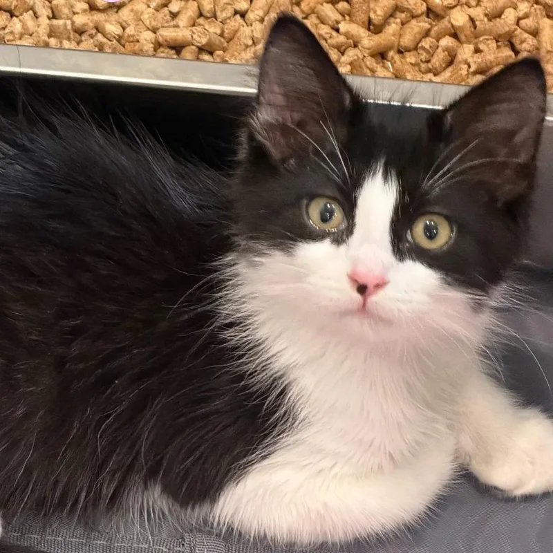 A baby medium-sized male Black Domestic Medium Hair cat named Ainsley Silverman for adoption in Eagle Mountain, UT