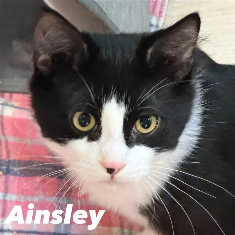 Ainsley Silverman thumbnail 2