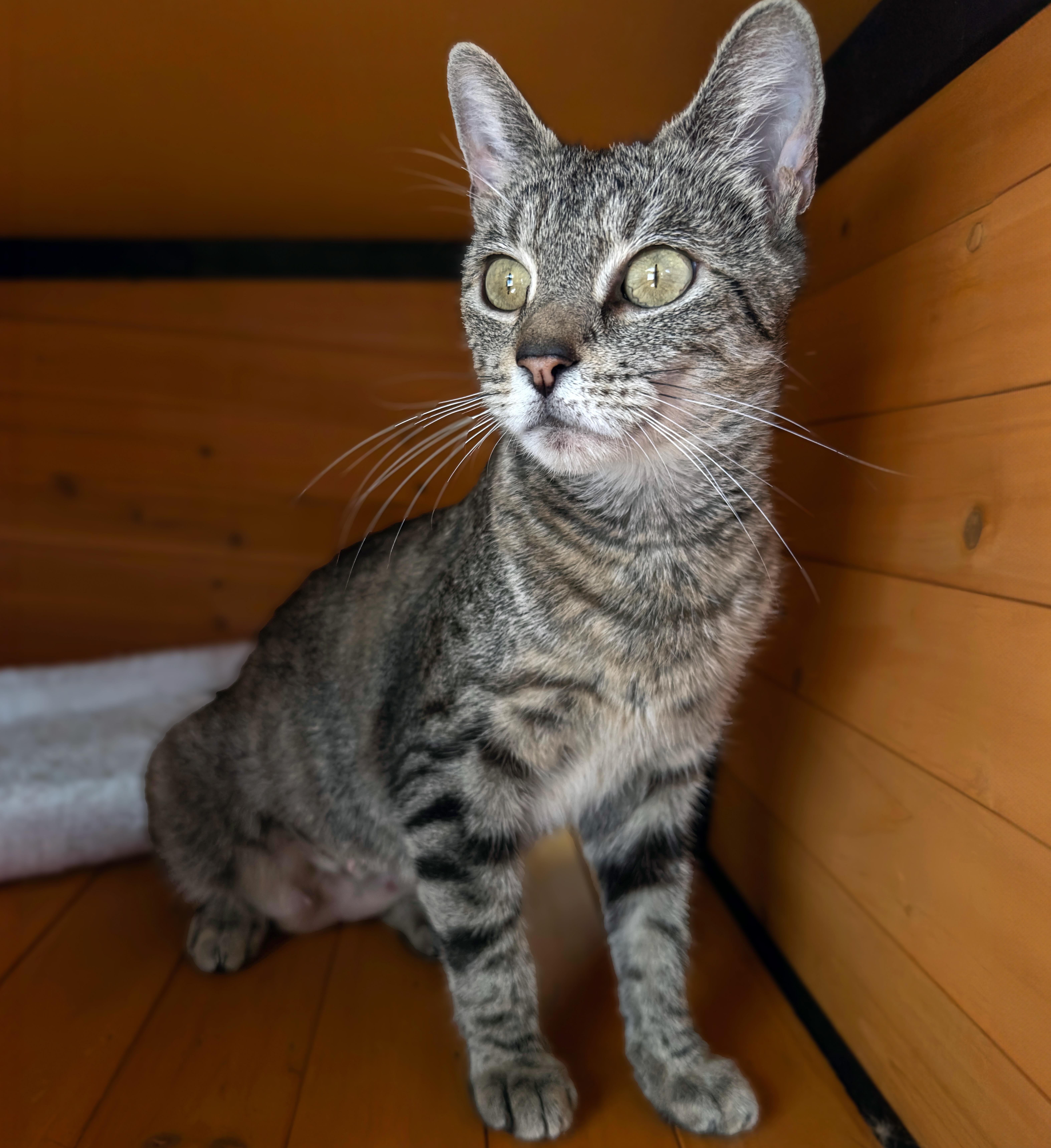 A young medium-sized female Tabby (Gray / Blue / Silver) Domestic Short Hair cat named Mystic for adoption in Roscoe, NY