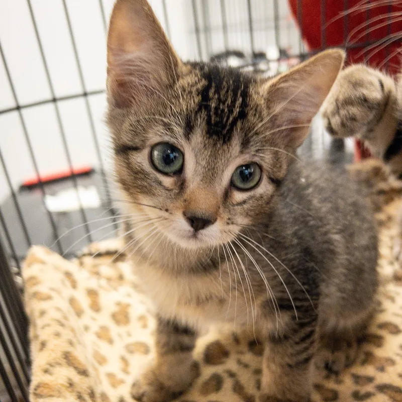 A baby medium-sized male Tabby (Brown / Chocolate) Domestic Short Hair cat named Mylore for adoption in Overland Park, KS