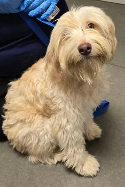 A baby small-sized male Poodle dog named William for adoption in Fresno, CA