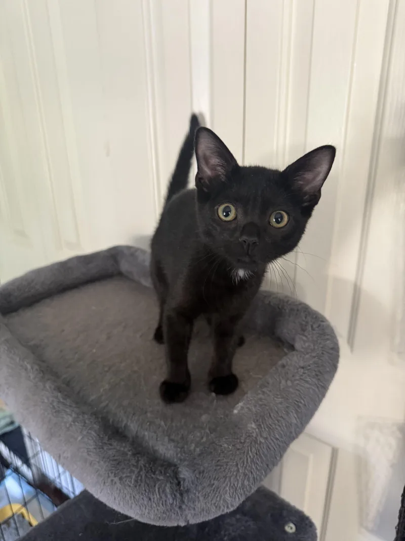 A young small-sized female Domestic Short Hair cat named Gertie for adoption in Seven Valleys, PA