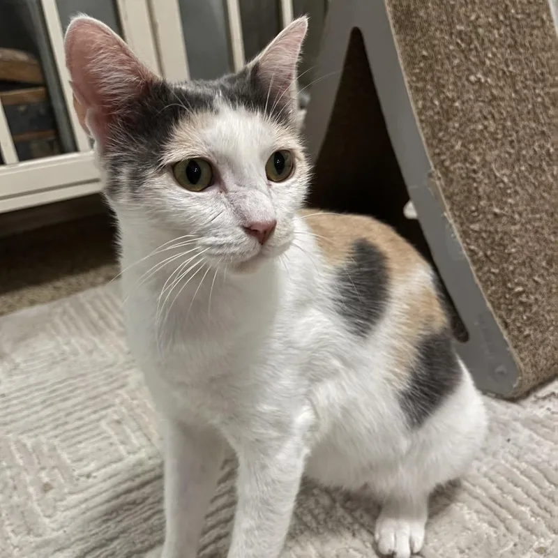 A young medium-sized female White Domestic Short Hair cat named Penelope for adoption in Flower Mound, TX