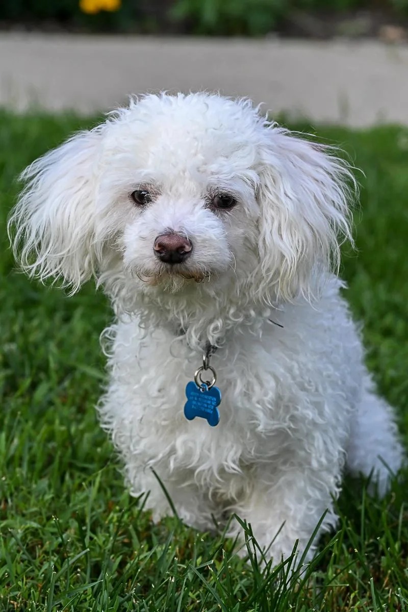 An adult small-sized male Maltipoo dog named Andy for adoption in Arlington Heights, IL