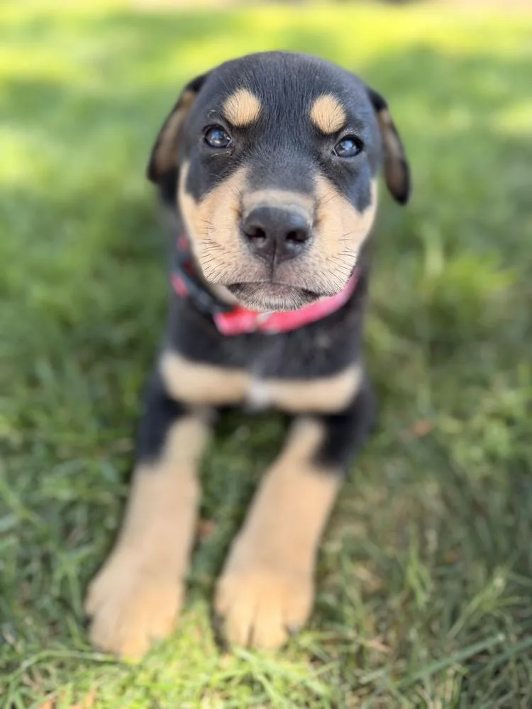A baby large-sized female Tricolor (Brown, Black, & White) Doberman Pinscher dog named Gerti for adoption in Pleasant Hill, CA