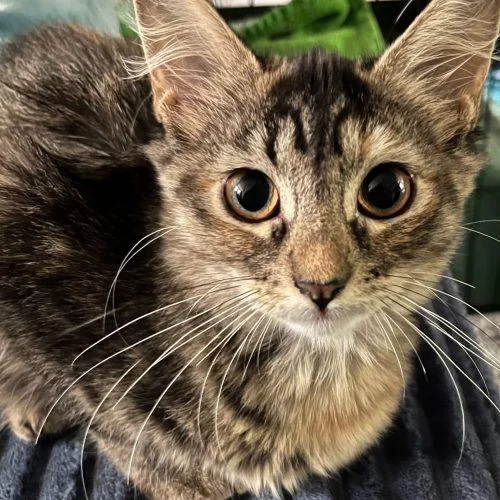 A baby small-sized female Tabby (Brown / Chocolate) Domestic Medium Hair cat named Maple for adoption in Edmond, OK