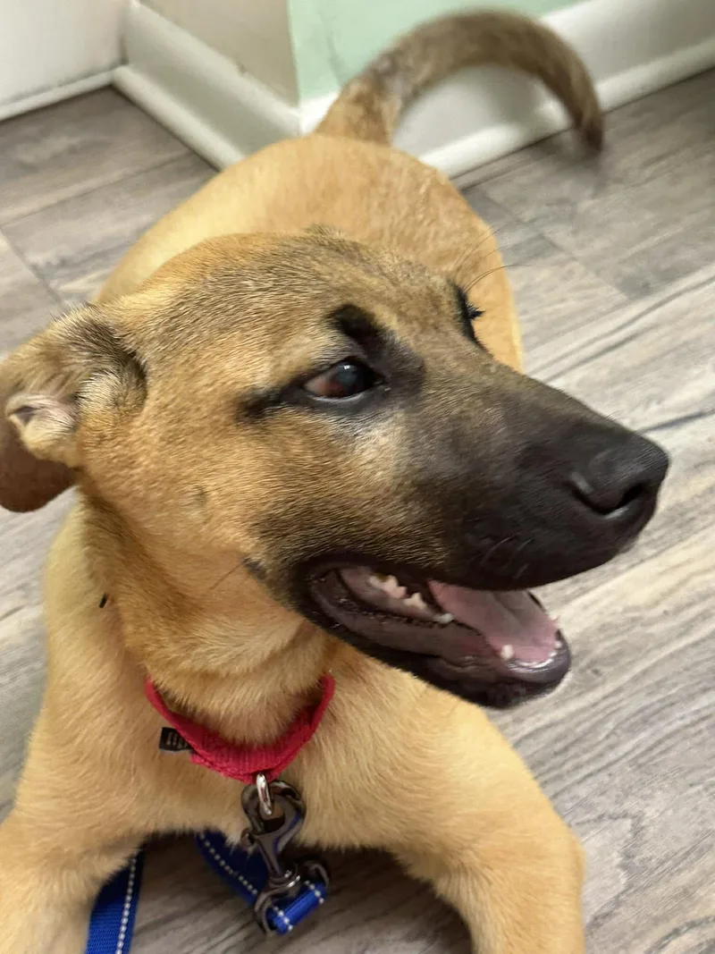 A baby small-sized male Apricot / Beige German Shepherd Dog dog named Wally for adoption in Hopkinton, MA