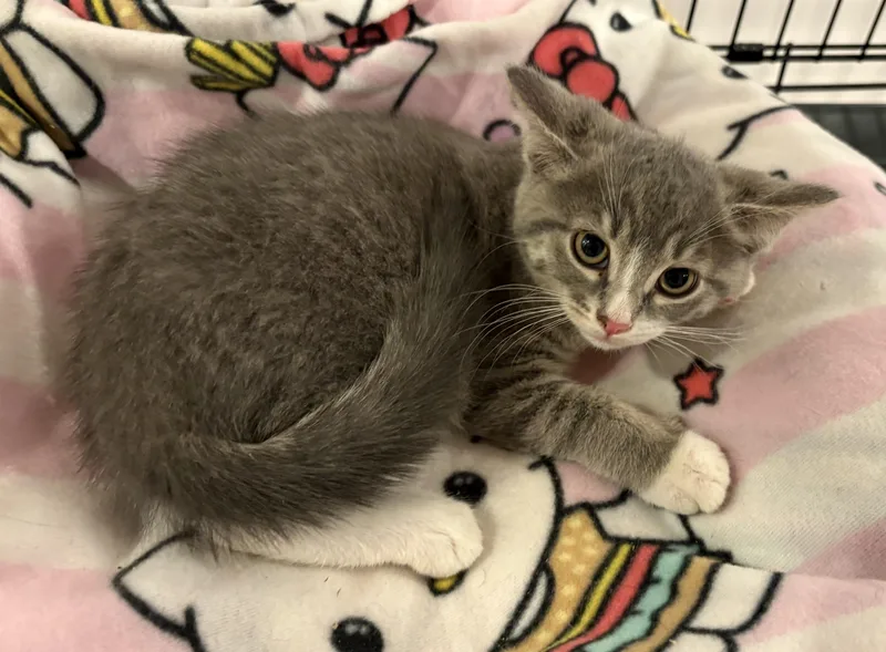 A baby small-sized male Gray / Blue / Silver Tabby cat named Fruit Loop for adoption in Seaford, NY