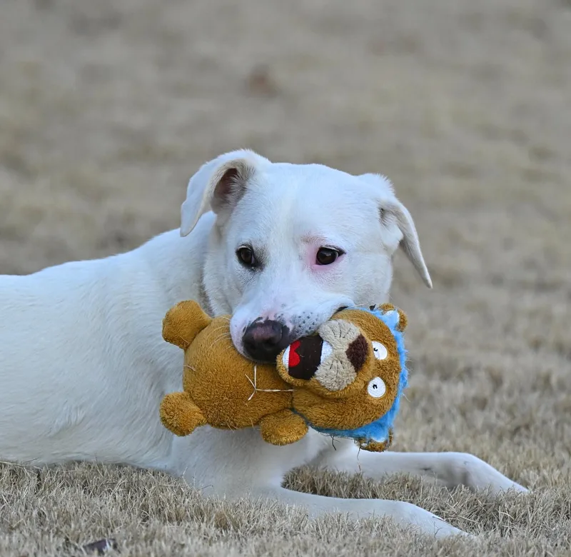 Marcie Jane thumbnail 3