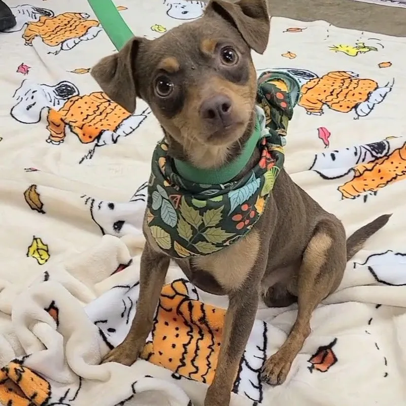 A young small-sized male Chihuahua dog named Beefy for adoption in Woolwich, ME