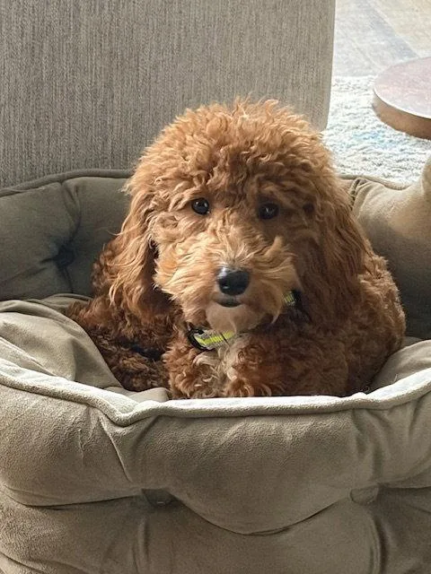 A baby small-sized male Poodle dog named Rudy for adoption in Fort Wayne, IN