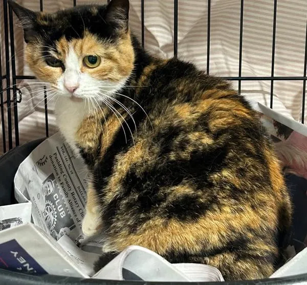 An adult large-sized female Domestic Short Hair cat named Autumn for adoption in Dallas, GA