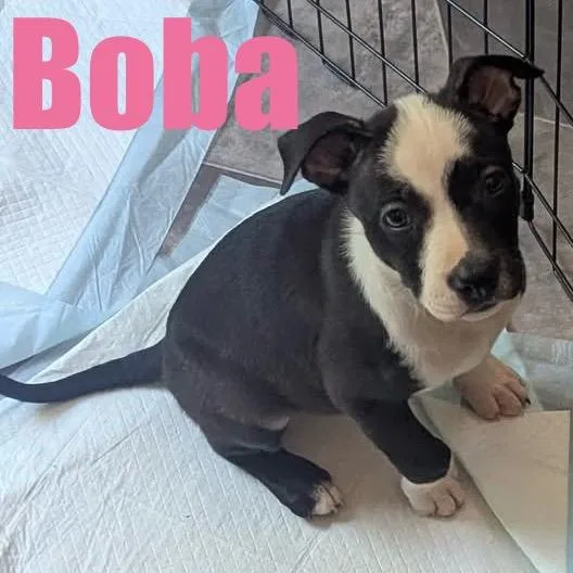 Boba thumbnail 5
