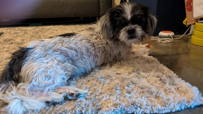 A senior small-sized female White / Cream Shih Tzu dog named Honee for adoption in East Haddam, CT