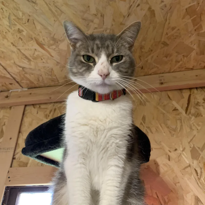 An adult medium-sized male Tabby (Gray / Blue / Silver) Domestic Short Hair cat named Leo for adoption in Ludington, MI