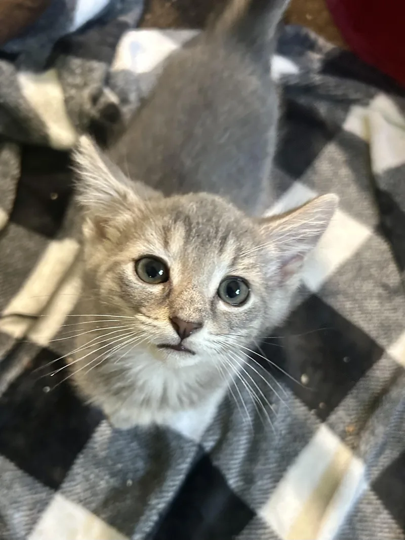 A baby small-sized male Tabby (Gray / Blue / Silver) Domestic Short Hair cat named Griffin for adoption in Warminster, PA