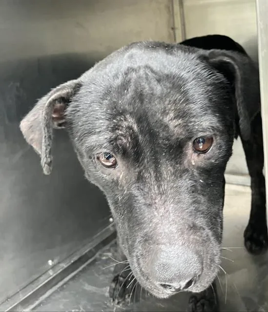 A young medium-sized female Mixed Breed dog named Janet for adoption in Dallas, TX