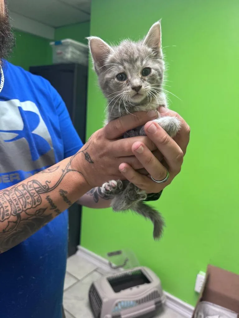 A baby medium-sized male Domestic Short Hair cat named Nublada for adoption in Johnson City, TN