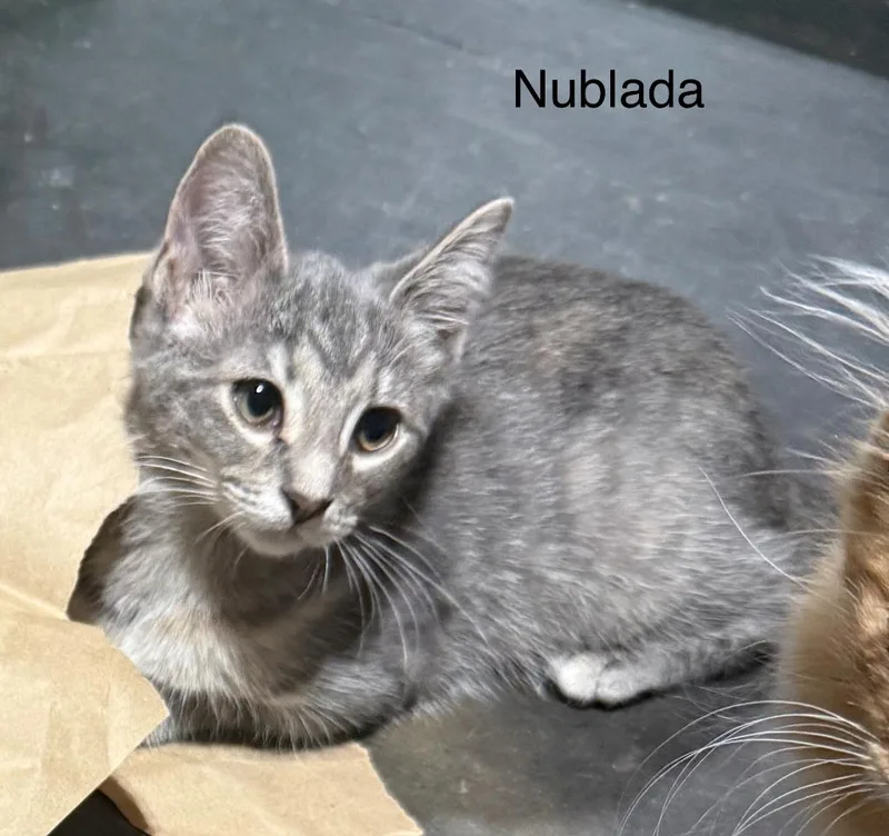 Nublada thumbnail 2