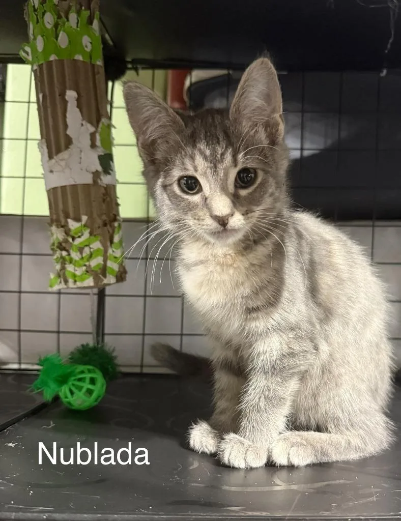 Nublada thumbnail 4