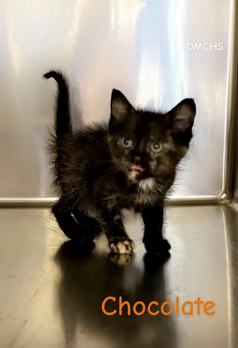 A baby small-sized female Tortoiseshell Domestic Short Hair cat named Chocolate for adoption in Burlington, IA