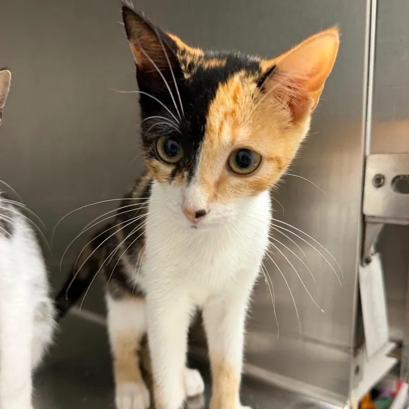 A baby small-sized female Calico Domestic Short Hair cat named Dash for adoption in Floresville, TX