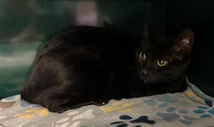 An adult small-sized female Black Domestic Short Hair cat named Becky for adoption in El Paso, TX