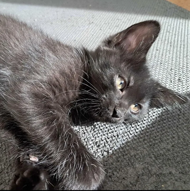 A baby medium-sized male Black Domestic Short Hair cat named Cashew for adoption in Collierville, TN