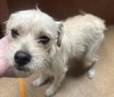 An adult small-sized male Terrier dog named Jack for adoption in Dallas, TX