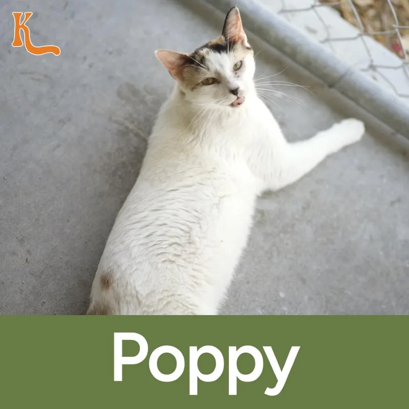 An adult small-sized female Calico Domestic Short Hair cat named Poppy for adoption in Desert Hot Springs, CA