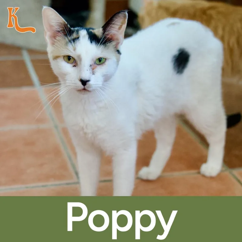 Poppy thumbnail 3