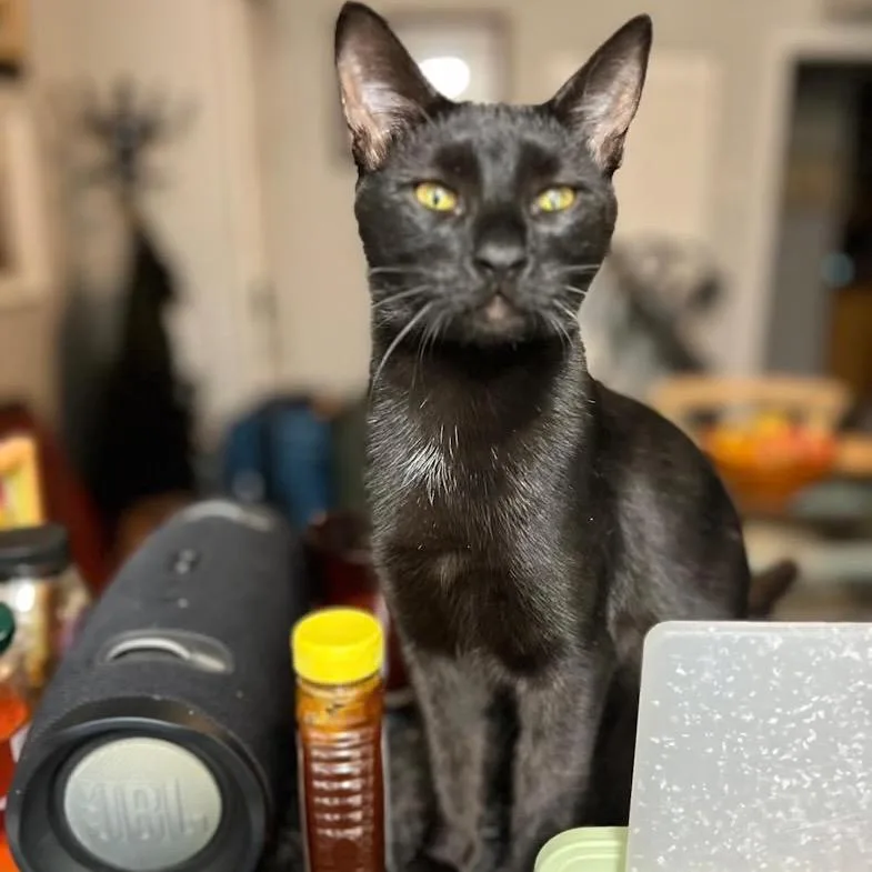 An adult small-sized female Black Domestic Short Hair cat named Susan Storm for adoption in Lauderhill, FL