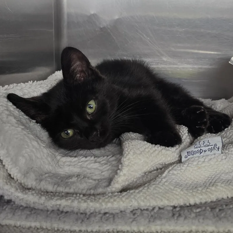 A baby small-sized male Black Domestic Short Hair cat named Chatterbox for adoption in Spokane, WA