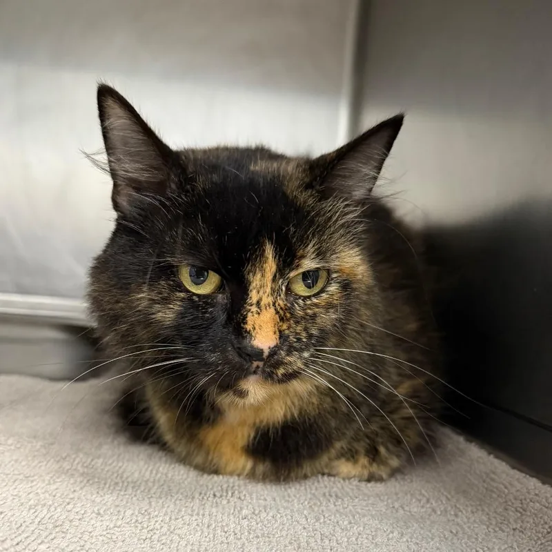 An adult medium-sized female Domestic Long Hair cat named Marmalade for adoption in Birmingham, AL