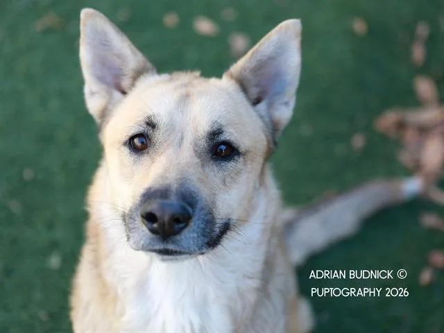 An adult medium-sized female Brown / Chocolate Mixed Breed dog named Firefox for adoption in Nashville, TN