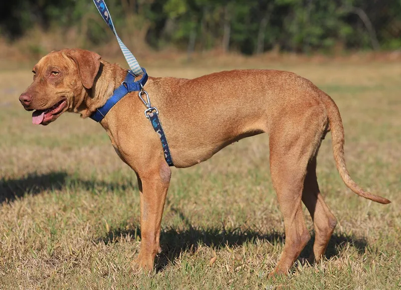 Champagne thumbnail 2