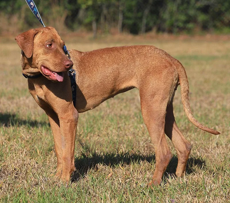 Champagne thumbnail 3