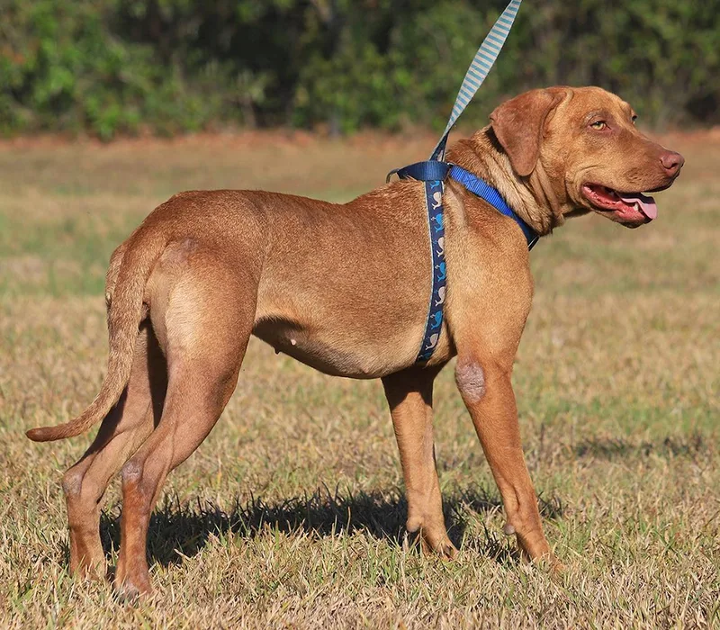 Champagne thumbnail 4