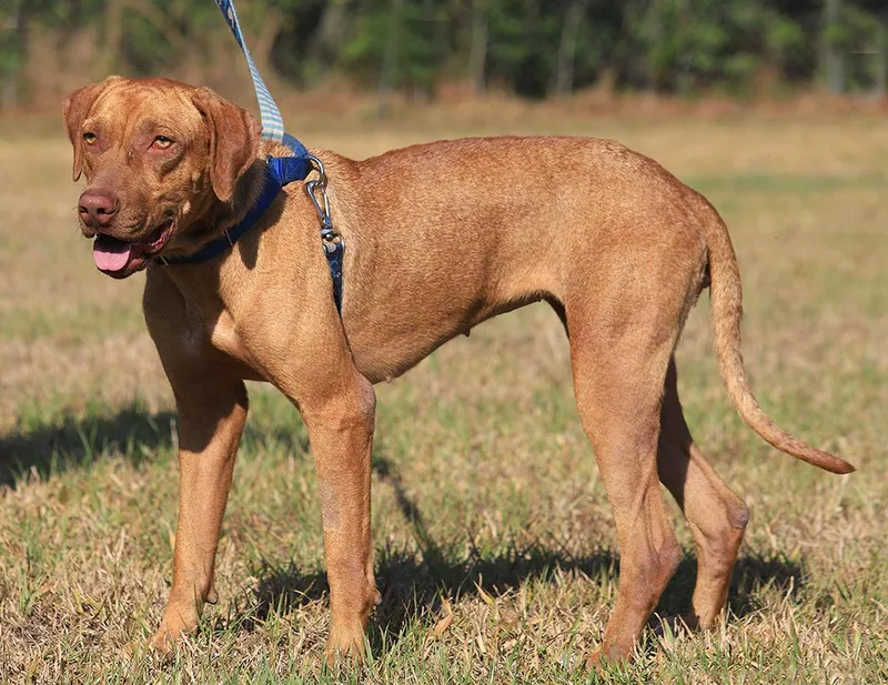 Champagne thumbnail 5