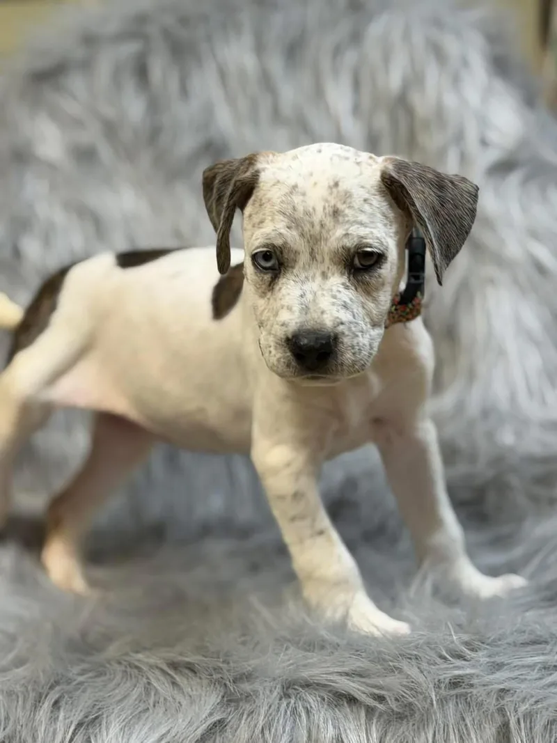 A baby medium-sized female Pit Bull Terrier dog named Miranda for adoption in Lutz, FL