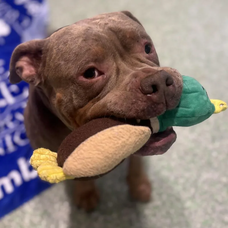 An adult large-sized male Gray / Blue / Silver English Bulldog dog named Gus for adoption in Calverton, NY