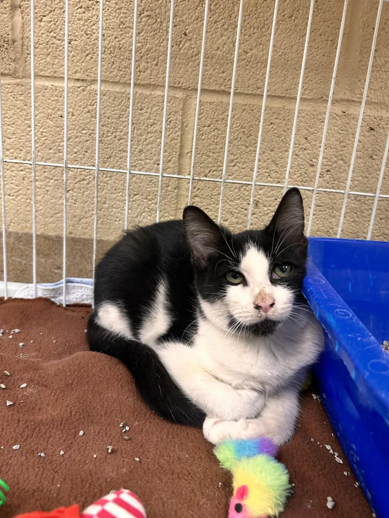 A young small-sized male Black & White / Tuxedo Domestic Short Hair cat named Radio for adoption in Myerstown, PA