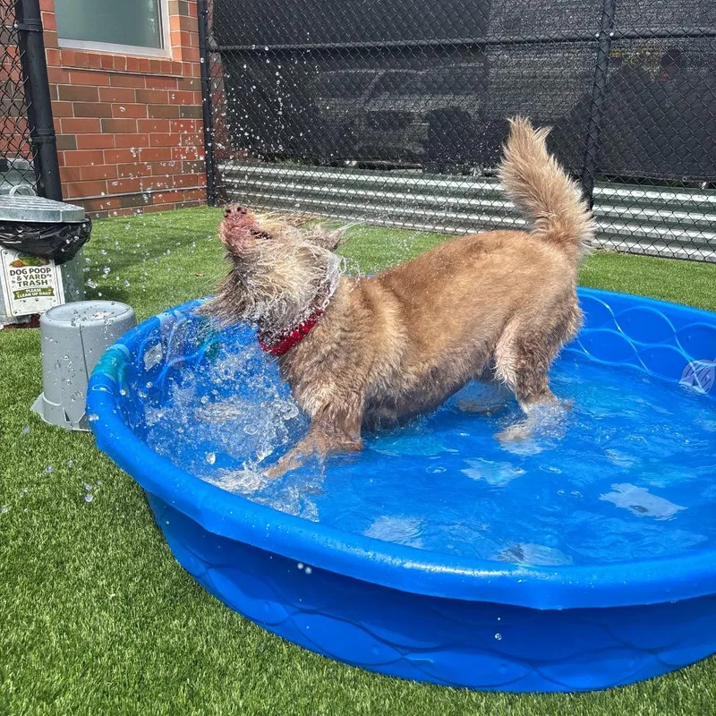 A senior medium-sized female Mixed Breed dog named Dakoda for adoption in Pittsburgh, PA