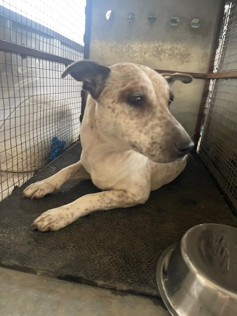 An adult medium-sized female Australian Cattle Dog / Blue Heeler dog named Loran for adoption in Belton, TX