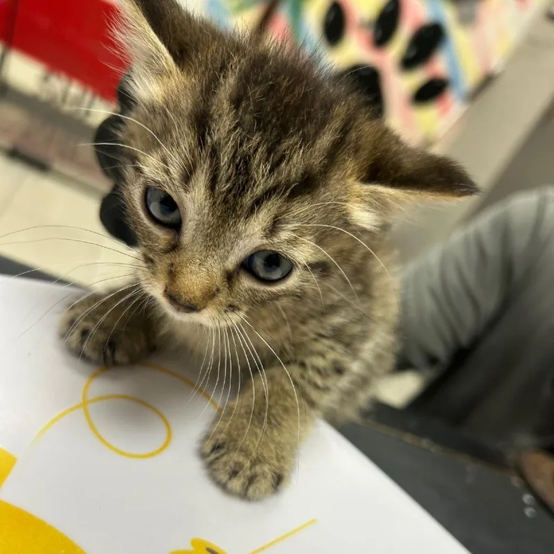 A baby small-sized female Smoke Domestic Short Hair cat named Edweena for adoption in Lufkin, TX