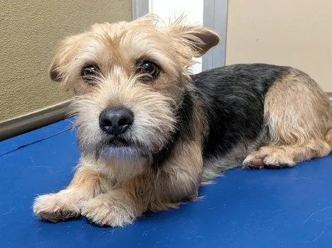 A baby small-sized female Yellow / Tan / Blond / Fawn Terrier dog named Dior for adoption in Bedford Hills, NY